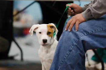 Dog and owner