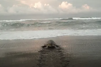 Ostional Wildlife Refugee in Costa Rica
