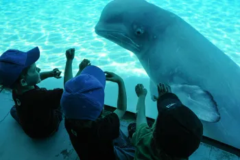 A beluga whale on display at Marineland. Marineland, Niagara Falls, Ontario, Canada, 2011.