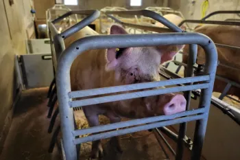 Rescued pig