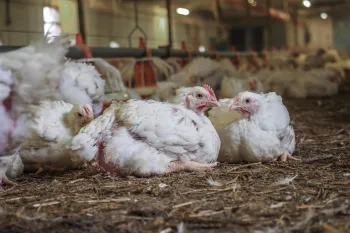 Chickens