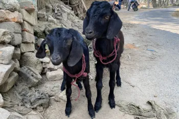 Goats rescued by HSI/India at the Indo-Nepal border checkpoints ahead of the Gadhimai festival 2024