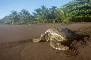 Green turtle on the beach, Tortuguero National Park, Limon Province, Costa Rica