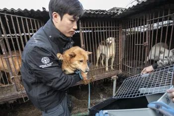 South Korea Dog Meat Farm 18 Rescue