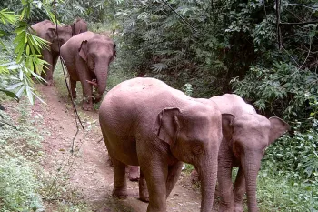 Wild Asian elephants