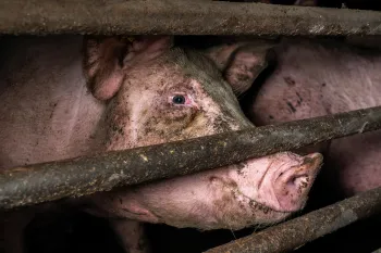 Pig behind bars