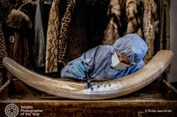 A forensic expert from the MET London - Serious Crime Unit is working at Heathrow Airport to lift fingerprints of confiscated ivory. 