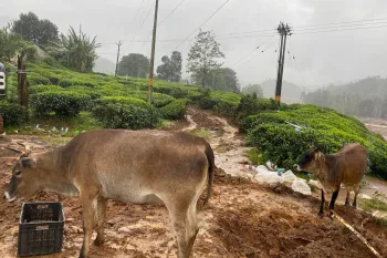 Cows in India