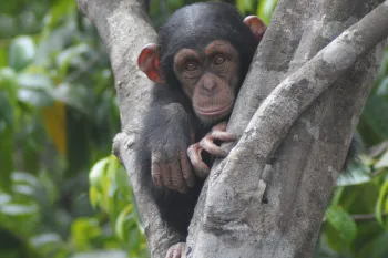 Chimp at a sanctuary in Liberia