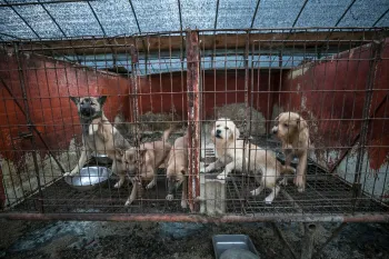 Dogs on a dog meat farm in South Korea