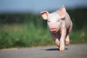 Cute pig running outside in the sun