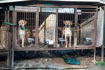 Dogs on a dog meat farm in South Korea