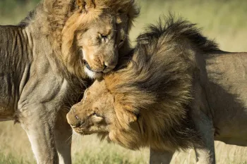 Lions