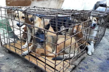 Caught up in the Indonesian dog meat trade