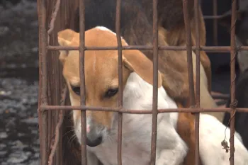 Dog rescued from Tomohon