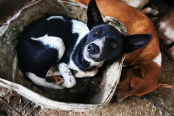 Dogs in the dog meat trade in Indonesia