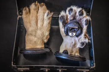 Lion paw trophy