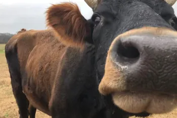 Django gets nosey