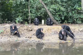 Humane World for Animals team prepare to relocate chimps from Island 4 at Second Chance Chimpanzee Refuge Liberia, March 2025