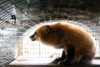 Fur farm