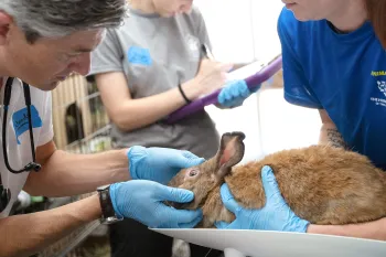 Rescuer Amanda Wallace holds a rabbit for a veterinary exam.
