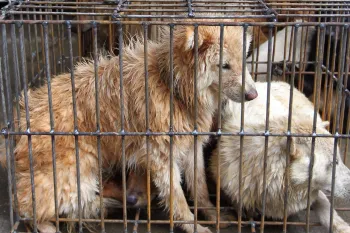 Dogs awaiting slaughter at the Yulin dog meat festival in China