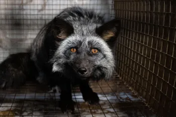 OH Fur Farm Rescue