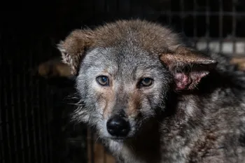 Humane World for Animals assists the Ashtabula County Commissioner's Office with the rescue of hundreds of foxes, raccoons, wolf-dog hybrids, skunks and coyotes from a fur and urine farm in Rome, Ohio.