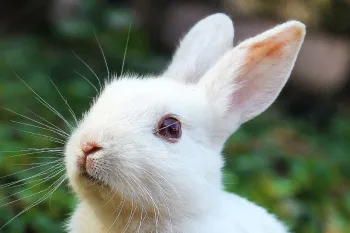 Bunny