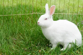 Rabbit