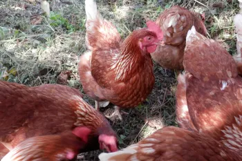 Cage-free hens