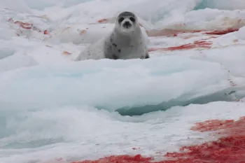 Survivor of the Canadian seal hunt