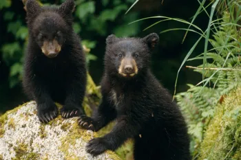 Black bear cubs