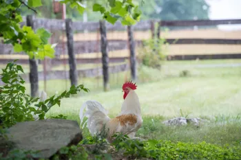 Rooster