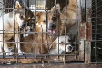 South Korea Dog Meat Farm 17 Rescue