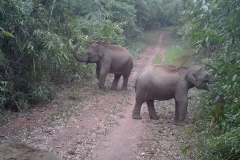 Asian elephants in Viet Nam