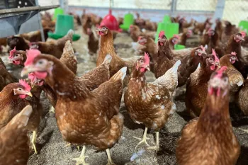 Chickens in Viet Nam