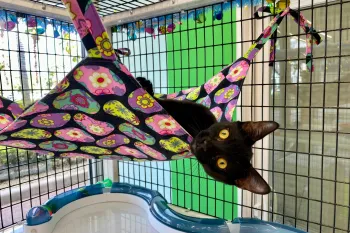Cat in a catio