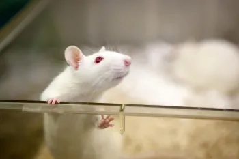 Rat