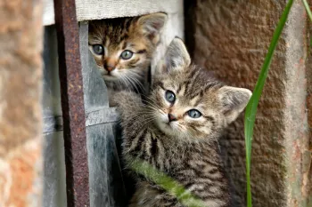 Two cute kittens playing outside