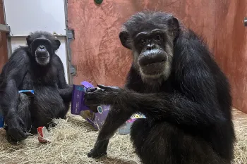 Relief! Last chimps freed from New Mexico laboratory have arrived at ...