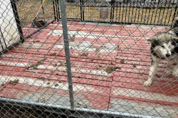 Grime and feces at a kennel