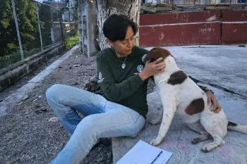 Helping a community dog