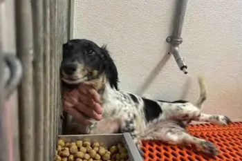 Puppy mill dog in enclosure