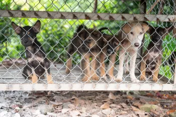 Dogs caught up in the dog meat trade in Viet Nam