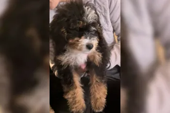 Another sick Petland puppy - photo from Ohio Lawsuit 2025