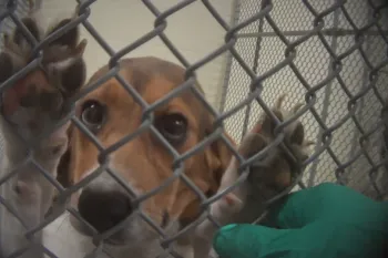 Beagle being experimented on in research lab