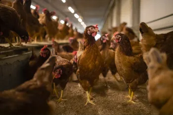 Hens in Thailand