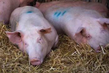 Pigs