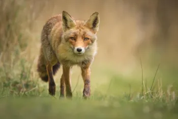 Fox